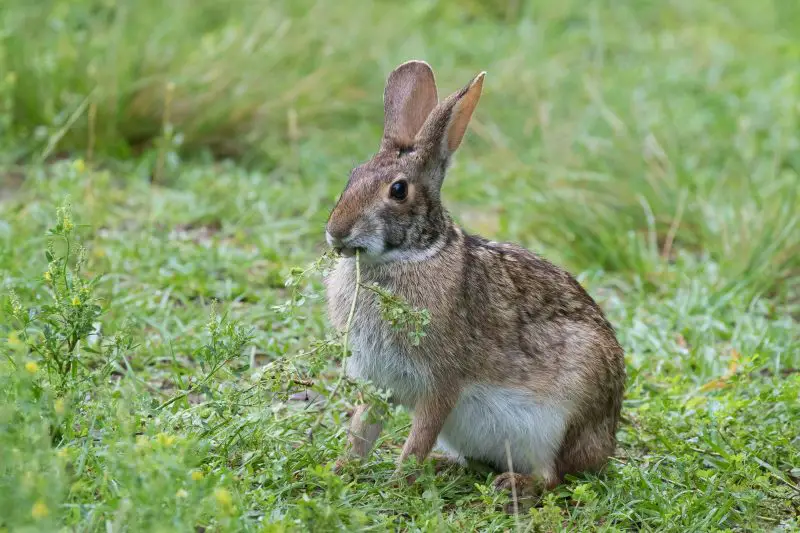 Rabbits in Oklahoma
