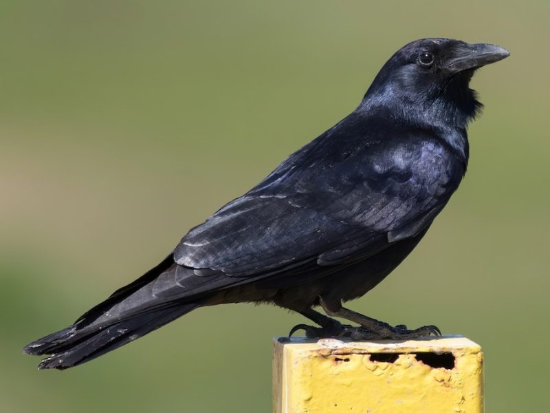 Types of Ravens in Texas