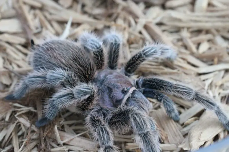 Venomous Spiders in New Mexico