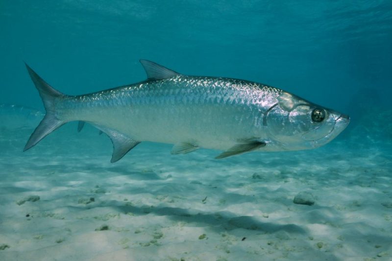Types of Fish in Florida