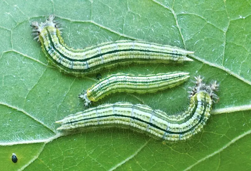 Types of Caterpillars in Texas