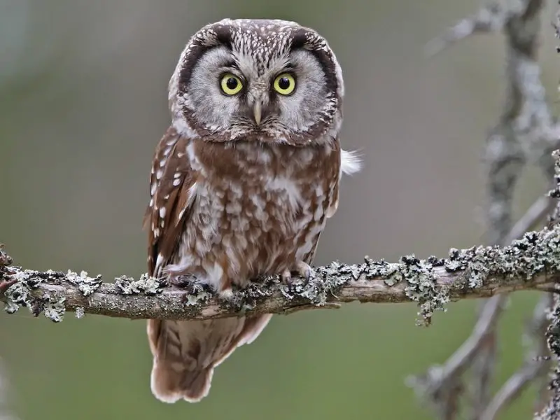 Owls in Alaska