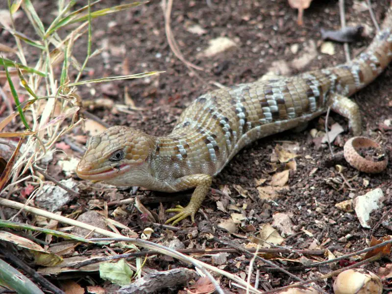 Lizards in Texas