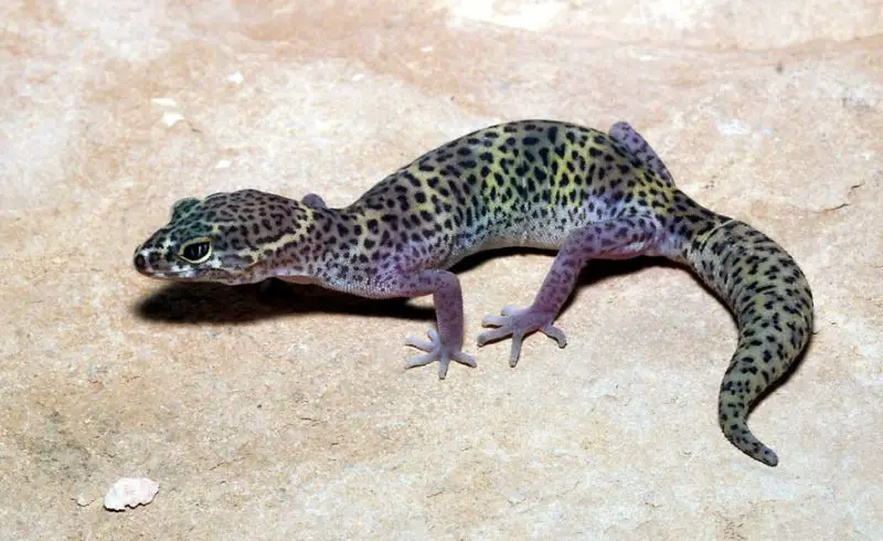 Lizards in Texas