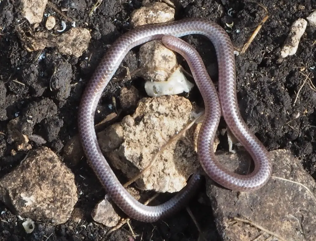 Types of Snakes in Texas