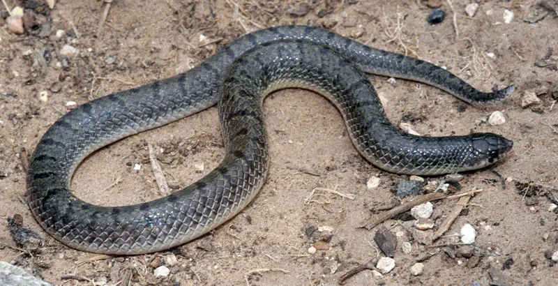 Types of Snakes in Texas