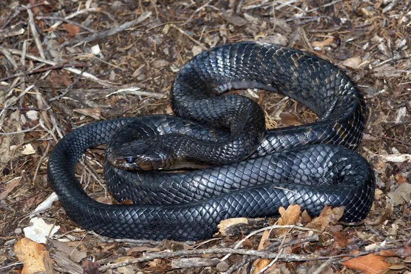 Types of Snakes in Texas