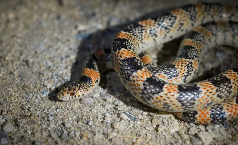 Types of Snakes in Texas