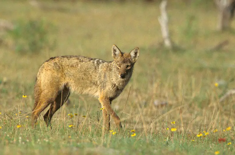 Coyotes Found in Texas