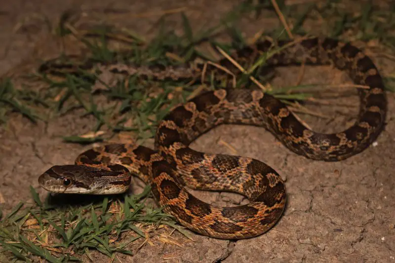 Types of Snakes in Texas