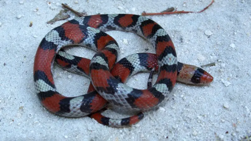Types of Snakes in Texas