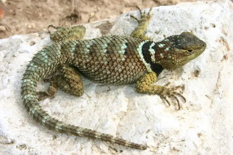 Lizards in Texas