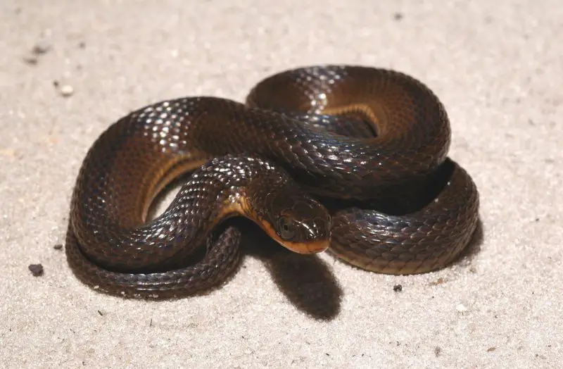 Types of Snakes in Texas