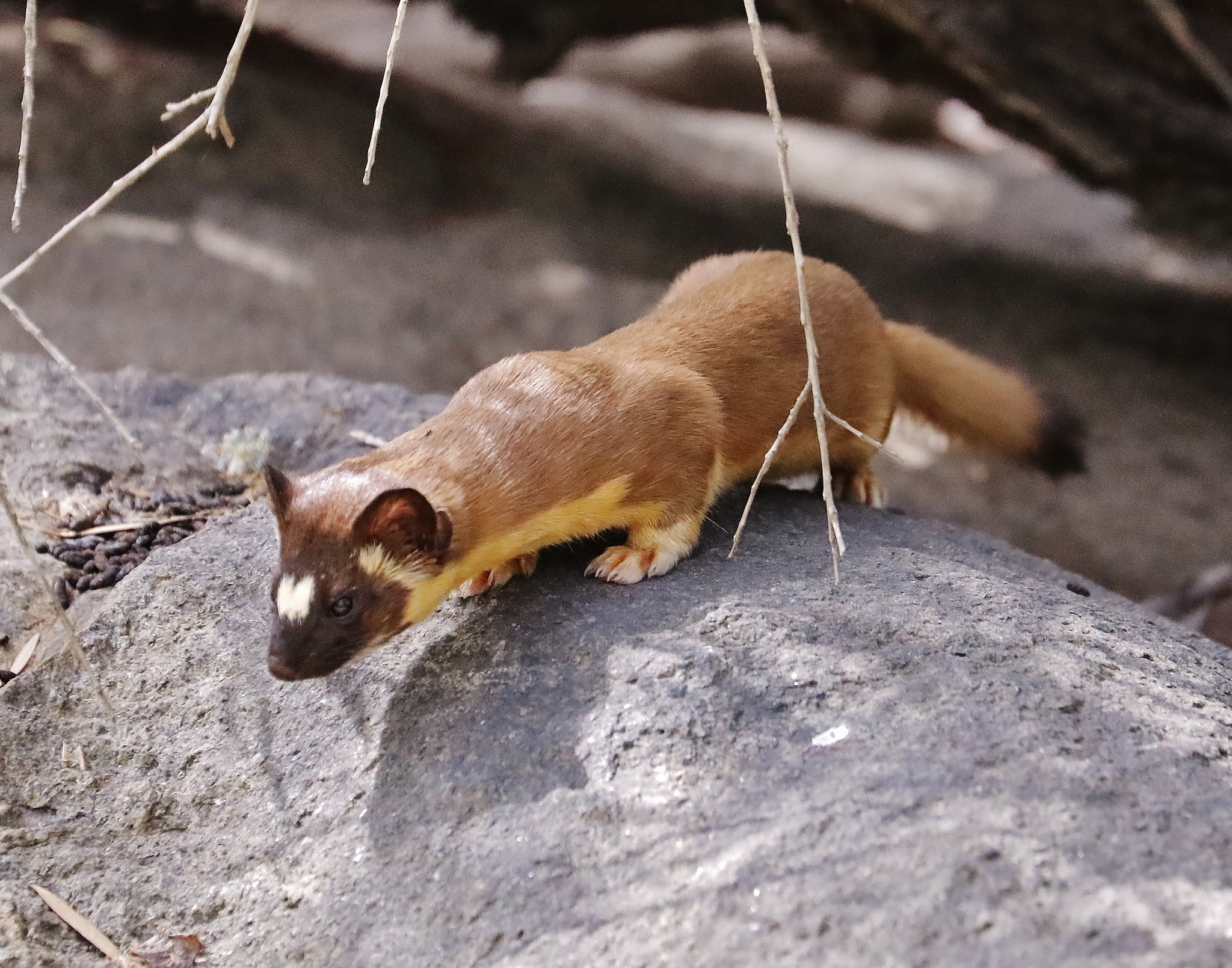 Types of Weasels in Minnesota