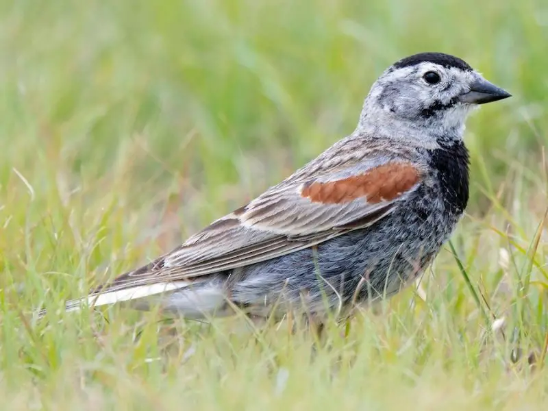 Types Finches in Ohio