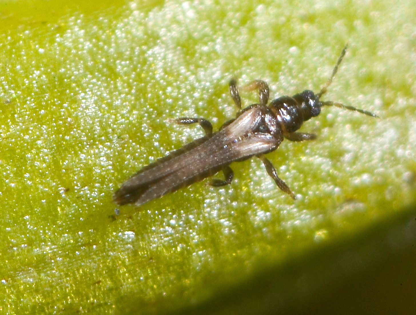 bugs in California