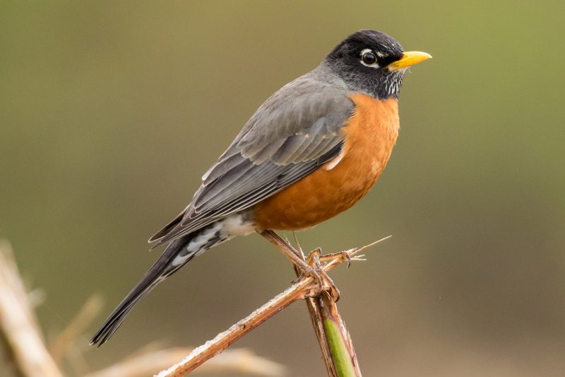 Thrushes in Connecticut