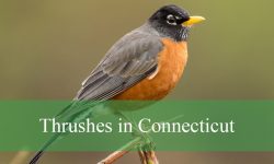 7 Species of Thrushes in Connecticut (Pictures and Identification)