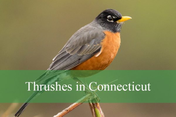 Thrushes in Connecticut