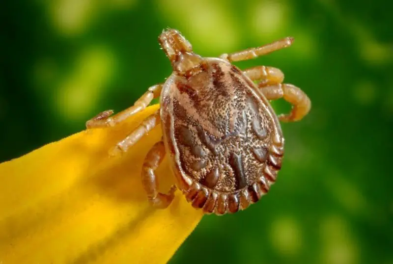 bugs in California