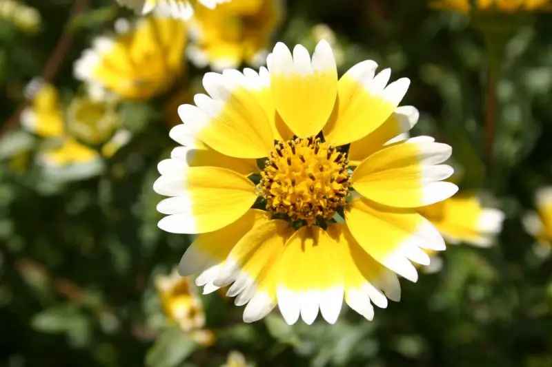 Wildflowers in California
