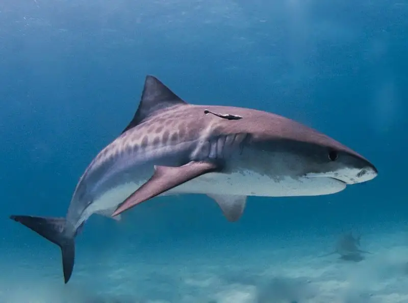 Most Dangerous Animals in Florida