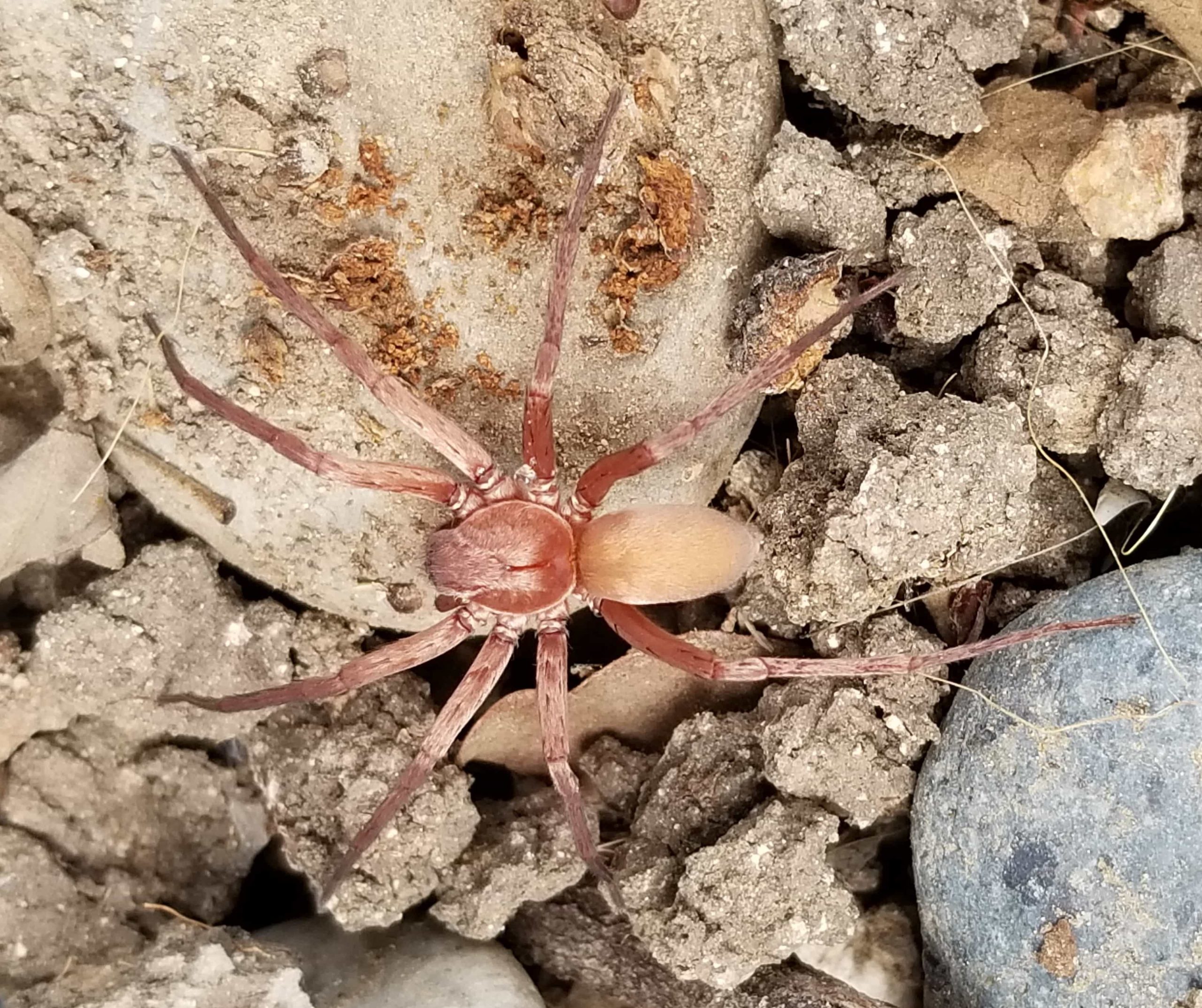Types of Spiders in Montana