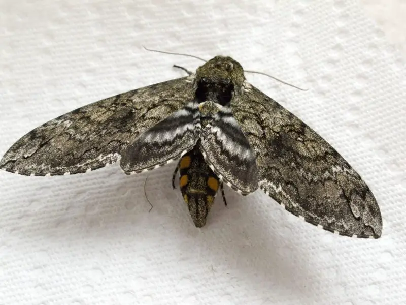 Moths in North Carolina