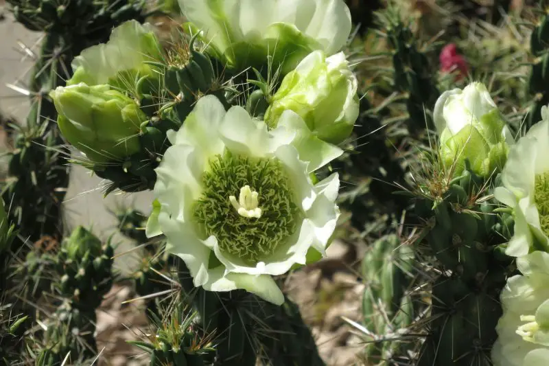 Types of Cactus in New Mexico