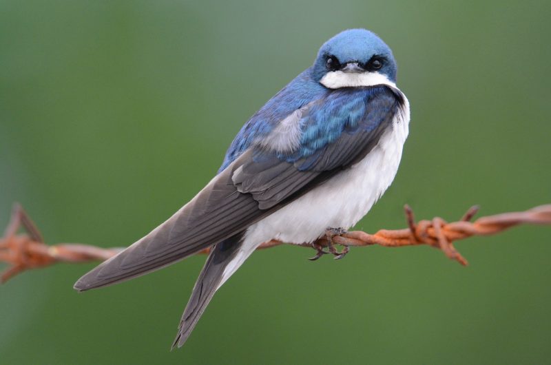 Blue Birds in Florida