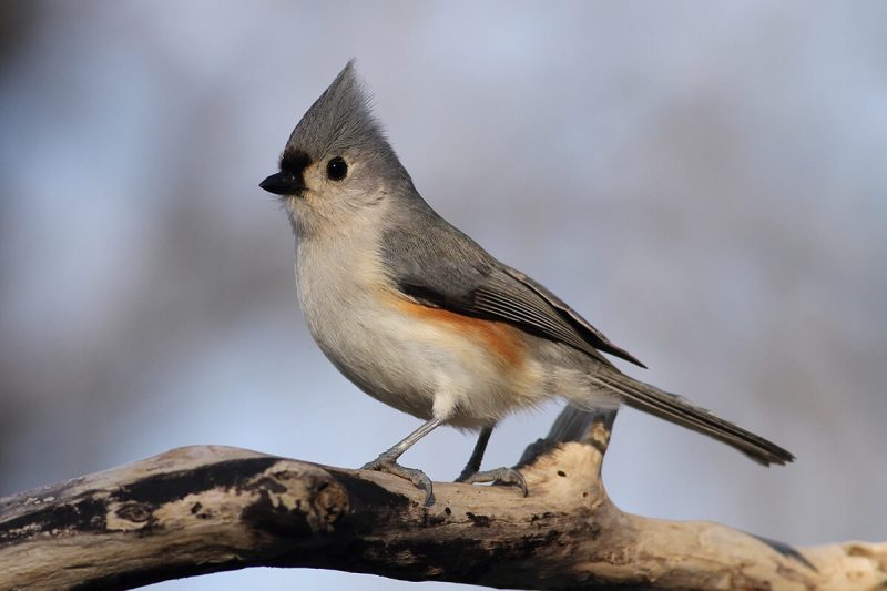 Backyard Birds in Arkansas