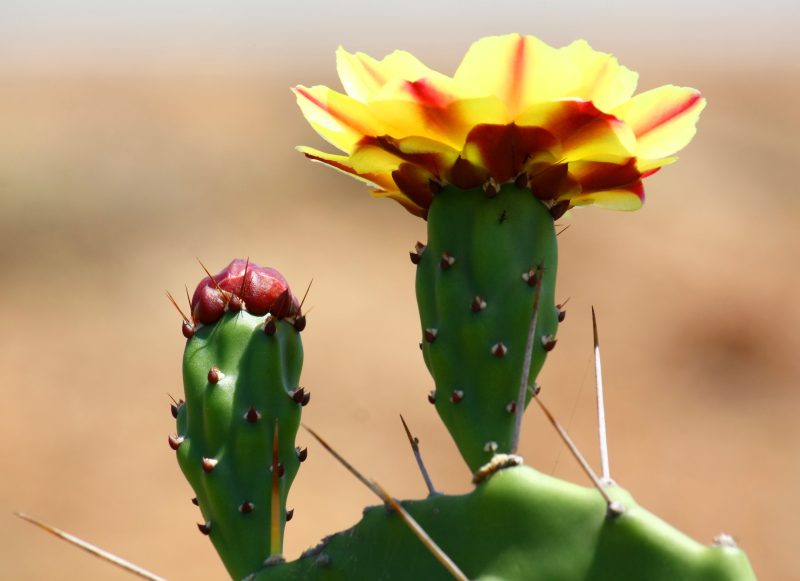 Types of Cactus in New Mexico