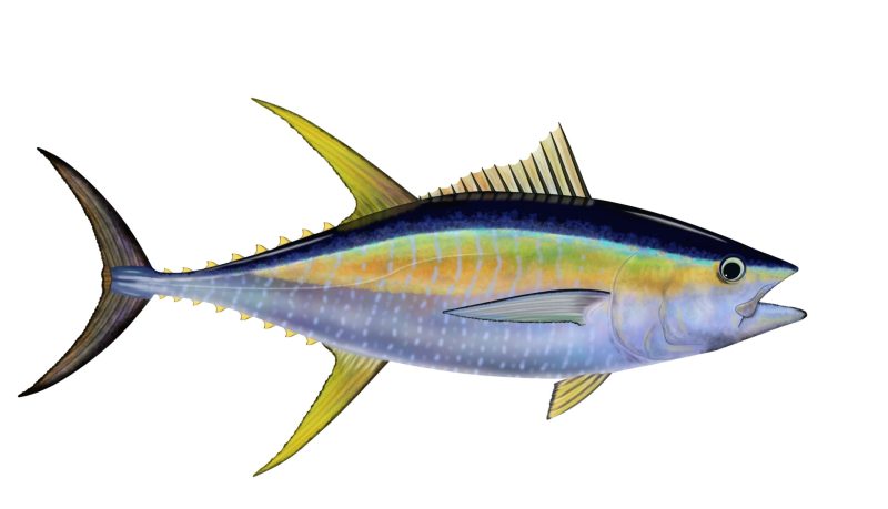 Types of Fish in Florida