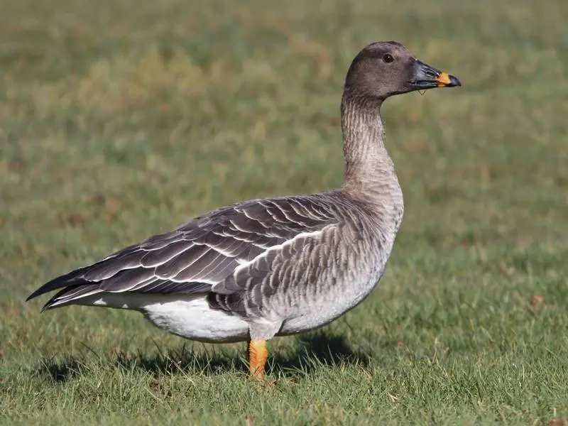 Geese in Oregon