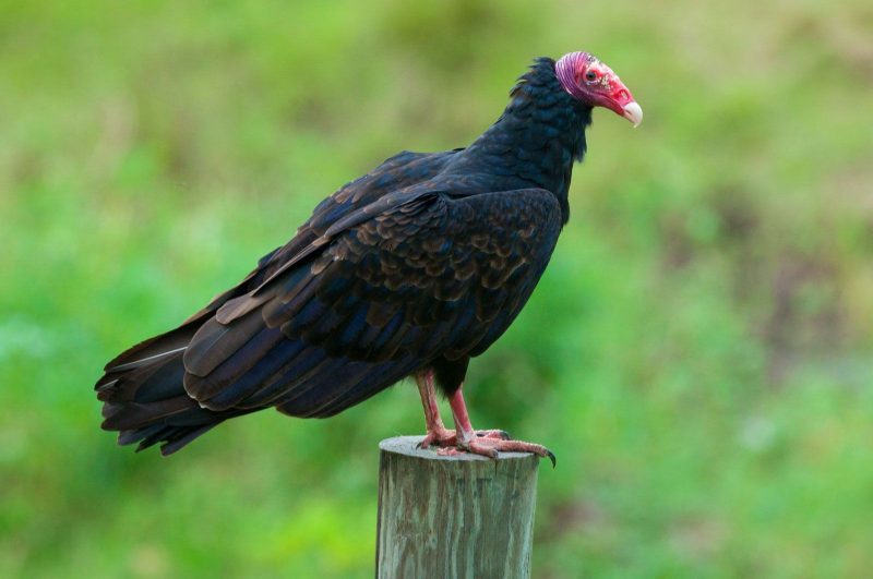 Types of Vultures in Texas