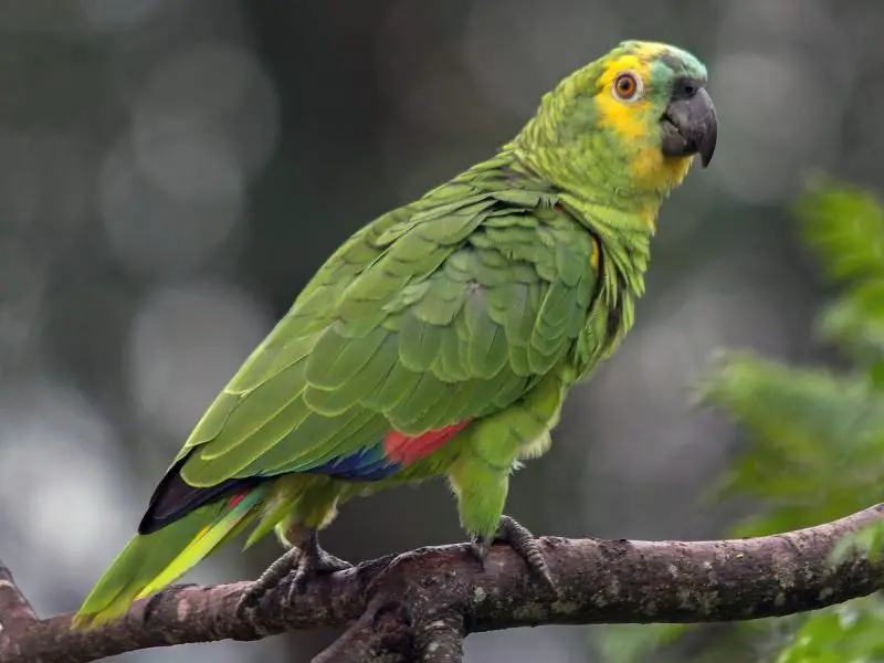 Parrots in California