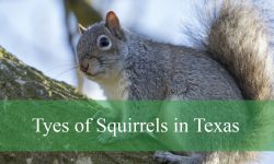 8 Tyes of Squirrels in Texas (With Pictures and Identification)