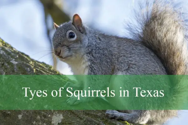 Tyes of Squirrels in Texas