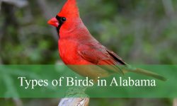 46 Types of Birds in Alabama (With Pictures and Identification)