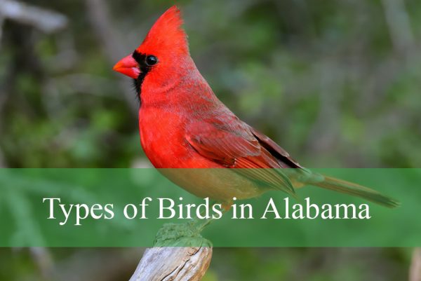 Types of Birds in Alabama