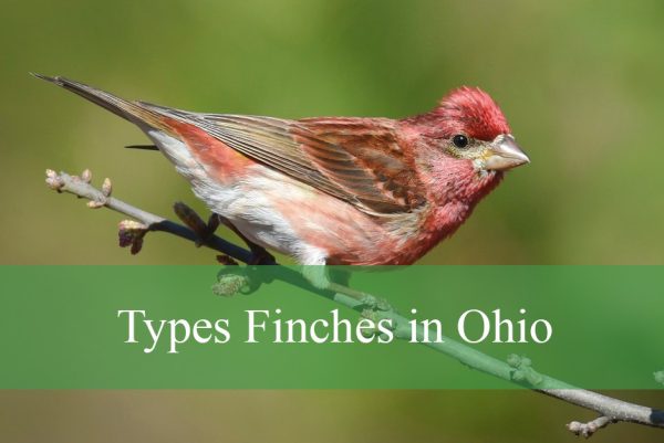 Types Finches in Ohio