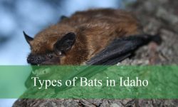 15 Types of Bats in Idaho (With Pictures and Identification)