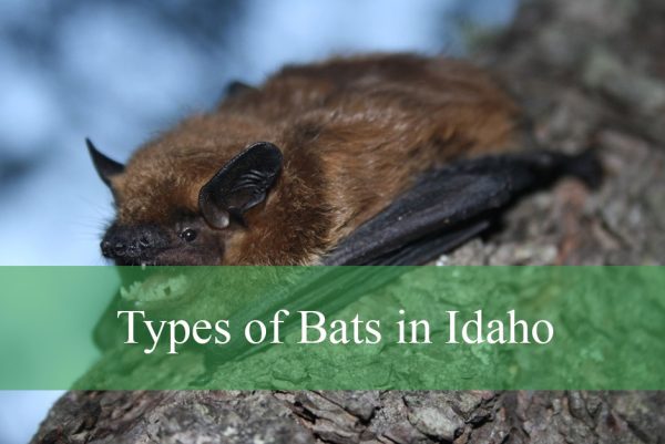 Types of Bats in Idaho