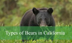 5 Types of Bears in California (Pictures and Identification)