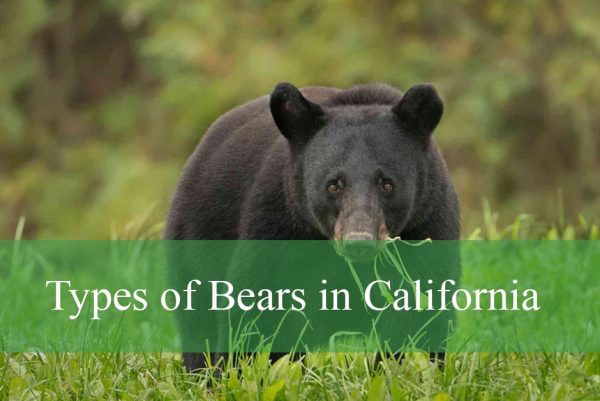 Types of Bears in California