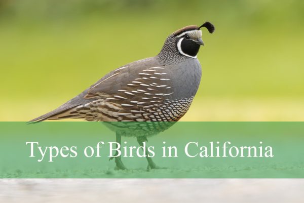 Types of Birds in California