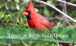 30 Common Birds in Delaware (With Pictures and Identification)