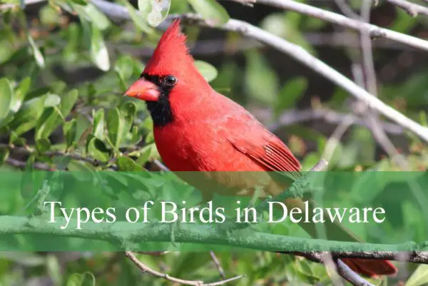Types of Birds in Delaware