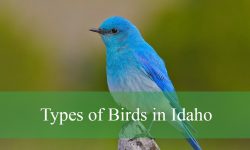 50 Common Birds in Idaho (With Pictures and Identification)