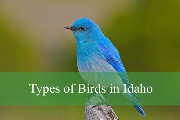 Types of Birds in Idaho